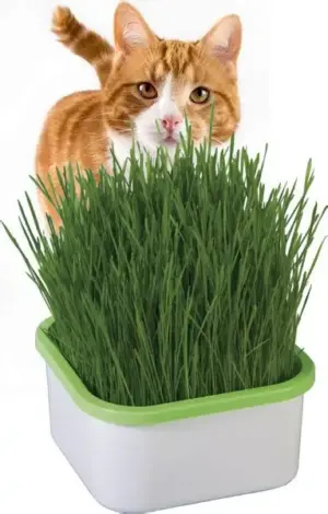 200 Semillas Hierba Gatuna Gato