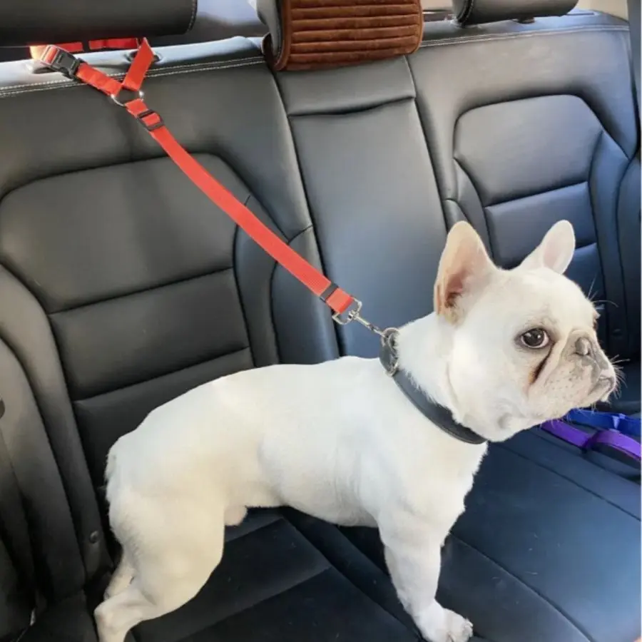 Correa de seguridad roja ajustable sujeta al reposacabezas del auto, con perro Bulldog Francés blanco de pie en la silla trasera.