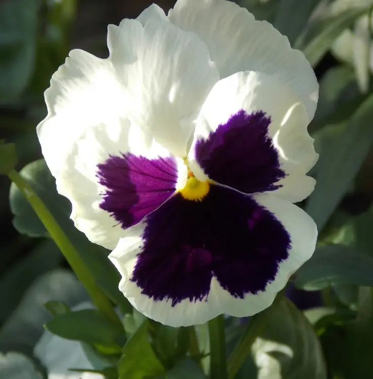 Flor de pensamiento ornamental con pétalos blancos y centro morado profundo, ideal para jardín exterior.